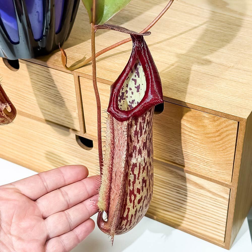PLANCHU 食虫植物 ネペンテス ミランダ 5号吊り鉢 育て方説明書付き Nepenthes ‘Miranda’ ウツボカズラ