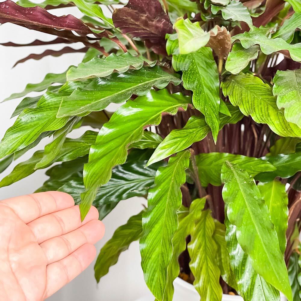 PLANCHU 観葉植物 カラテア ルフィバルバ 8号鉢 受け皿付き 育て方説明書付き Calathea rufibarba  大鉢 大株 充実株