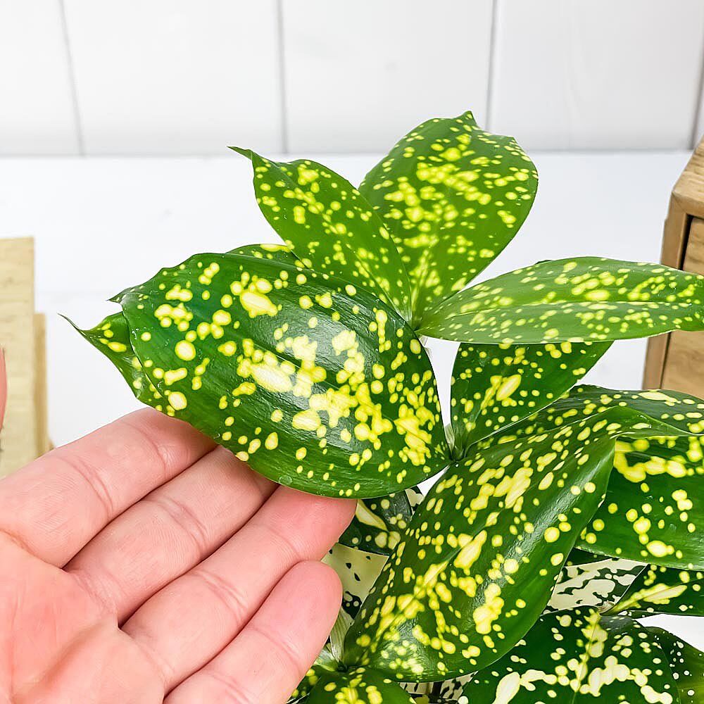 PLANCHU 観葉植物 ドラセナ フロリダビューティー 4号鉢 受け皿付き Dracaena surculosa ‘Florida Beauty’ スルクローサ ゴッドセフィアナ
