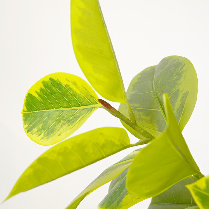観葉植物 造花 フィカス アルテシマ BROWN 全高約190cm 大型 2本立ち フェイクグリーン 高級 本物そっくり リアル おしゃれ インテリア 人工観葉植物 アーティフィシャルグリーン シンボルツリー オフィス 店舗 ホテル 開店祝い 室内 リビング 玄関 風水 ゴムの木