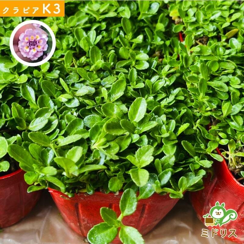 【肥料プレゼント中】 クラピア K3（ピンク）紫品種  9cmポット苗  40株セット 完全植栽マニュアル付き  ピンク色 桃色 イワダレソウ改良種 グランドカバー プランツ 植物 ピンクの花 庭 屋上 緑化 耐寒性 多年草 地被植物 ほふく性 下草 背が低い 宿根草