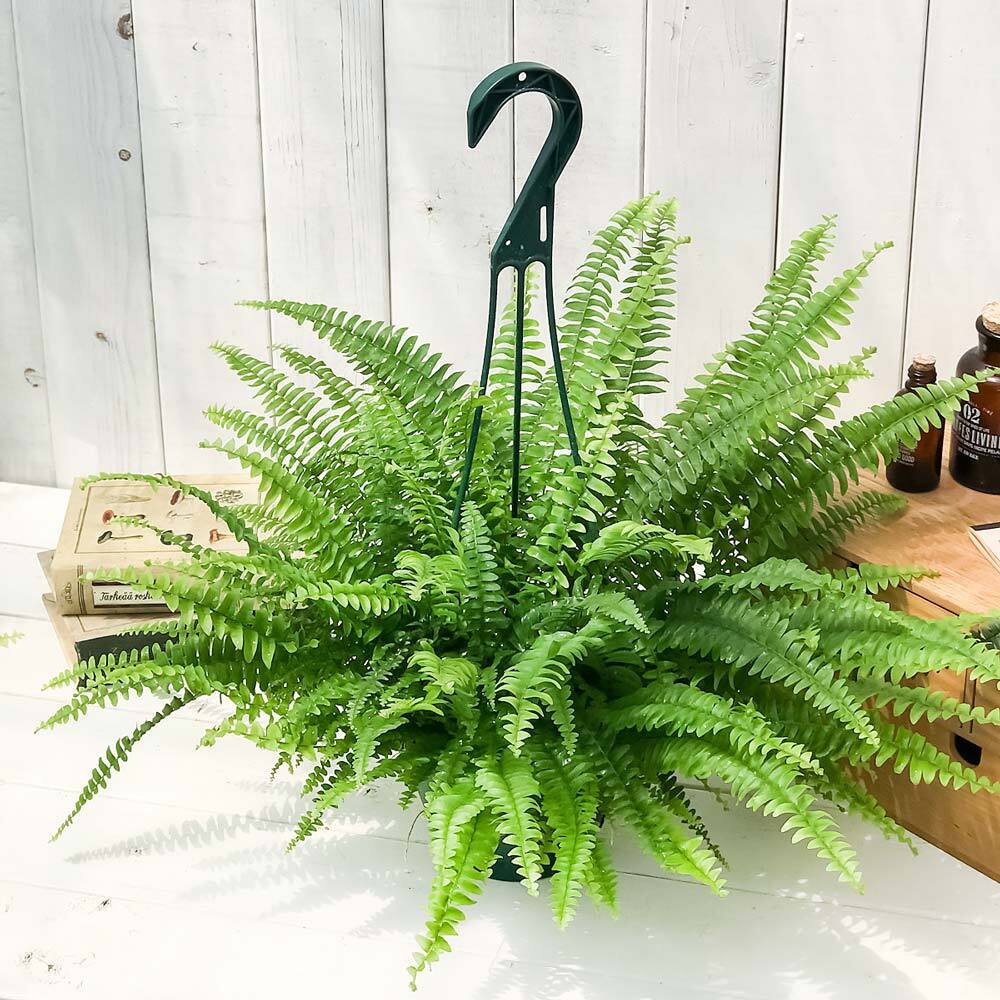 PLANCHU 観葉植物 ネフロレピス モンタナ 5号吊り鉢 育て方説明書付き Nephrolepis exaltata ‘Montana’ ボストンファーン ボストンファン シダ植物