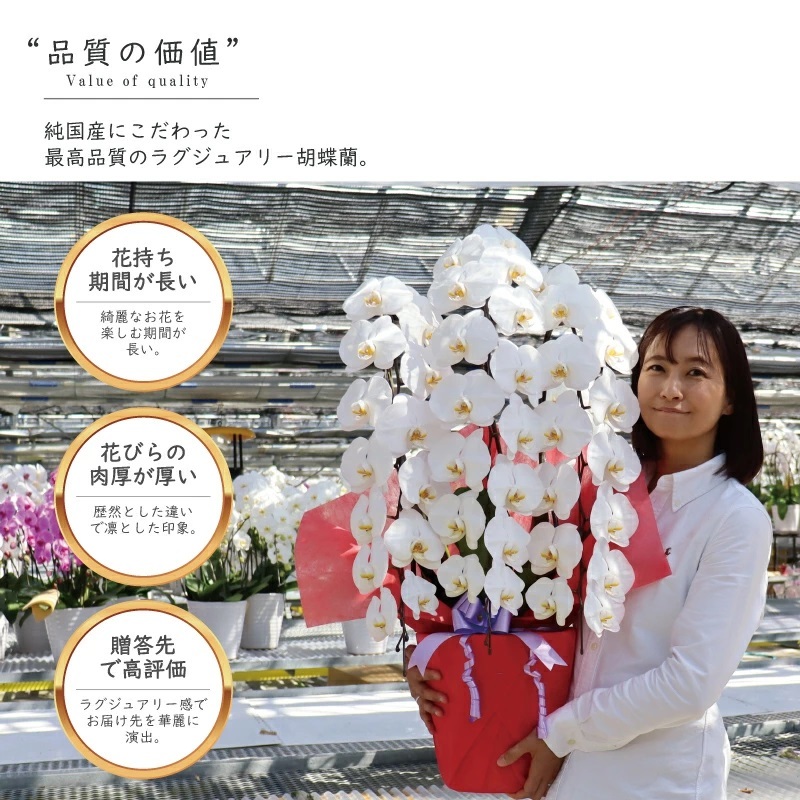 純国産 胡蝶蘭 花持ち長い 大輪3本立ち 45輪～ 【雪華（せっか）白】 産地直送 お祝い プレゼント 花 ギフト 贈り物 母の日 お供え お誕生日 開店祝い 開業祝い 移転祝い 就任祝い 昇進祝い 当選祝い 当日発送 王立園芸協会登録商品