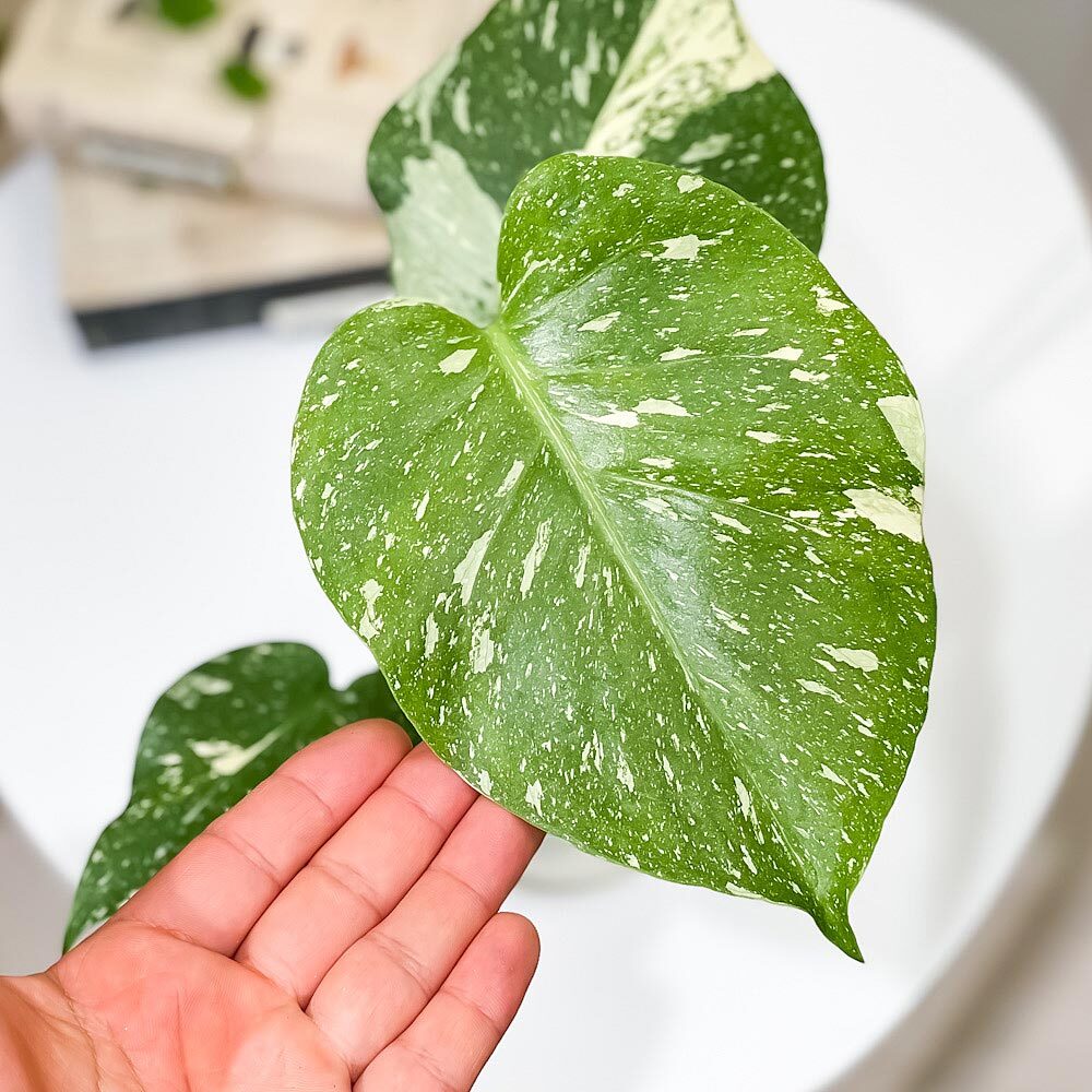 PLANCHU 観葉植物 モンステラ タイコンステレーション 3.5号鉢 受け皿付き 育て方説明書付き Monstera deliciosa ‘Thai Constellation’ 斑入り アロイド レア品種