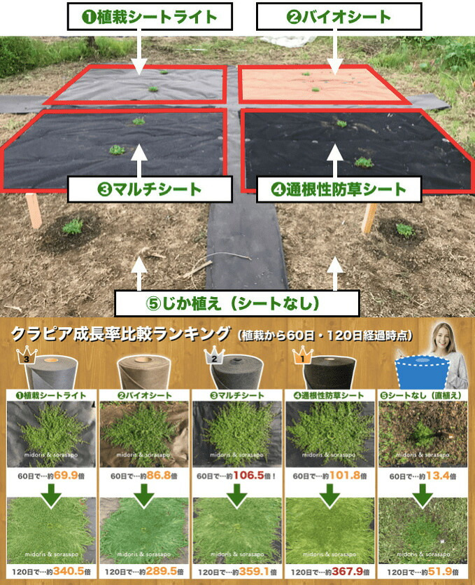 【肥料プレゼント中】 クラピア K3（ピンク）紫品種  9cmポット苗  120鉢セット 有機入り一発果菜肥料1200gと完全植栽マニュアル付き  ピンク色 桃色 イワダレソウ改良種  グランドカバー プランツ 雑草対策 庭 ガーデニング diy ガーデン  K7と同等の耐病性 多年草 植物