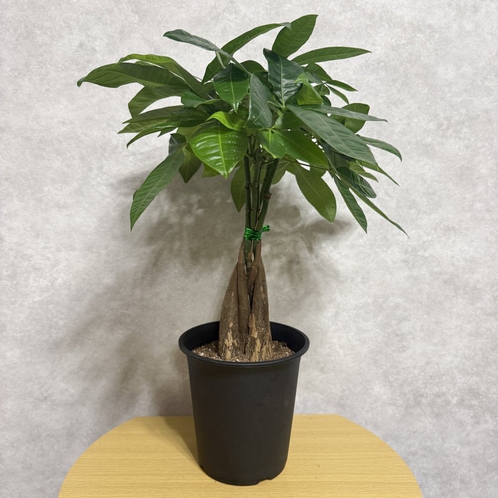観葉植物 パキラ グラブラ 5本編み 5号 高さ約45cm マネーツリー 発財樹 縁起物 金運 風水 育てやすい 耐陰性 インテリア 玄関 リビング 新築祝い 開店祝い 開業祝い 移転祝い 周年祝い 引っ越し祝い 誕生日 お祝い ギフト プレゼント おしゃれ