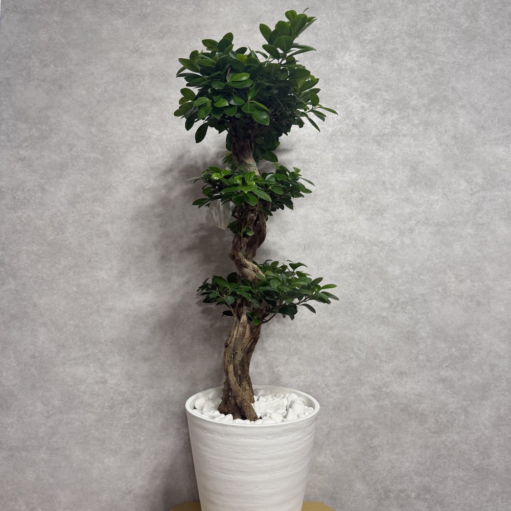ガジュマル 観葉植物 八の字 8号鉢苗 大型 盆栽 末広がりの8の字 室内 珍しい 希少種 多幸の木 幸福をもたらす精霊が住むガジュマルの木 おしゃれなインテリア 結婚祝い 新築祝い 開店祝い 開業祝い 誕生日 母の日 父の日 記念日 プレゼントギフト 肥料別売り 敬老の日