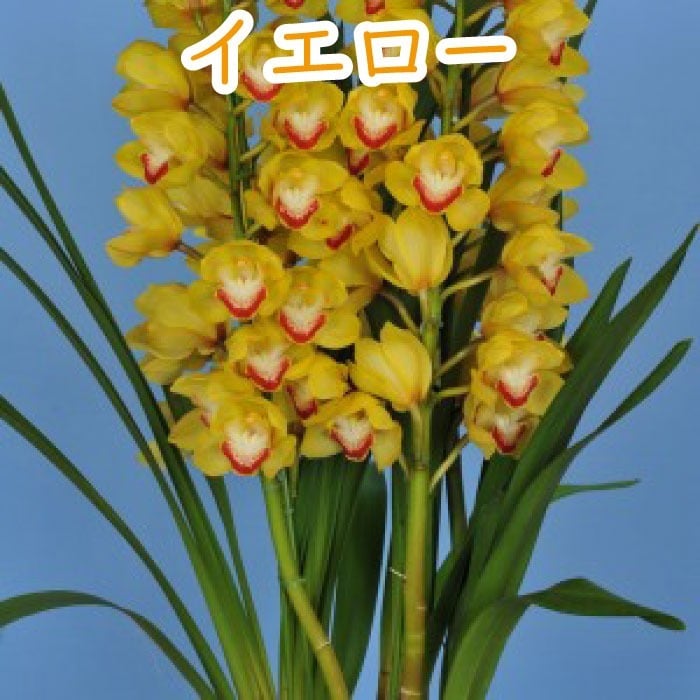 シンビジューム4~5本立ち 花 鉢シンビジウム 冬の洋蘭フラワーギフト プレゼント