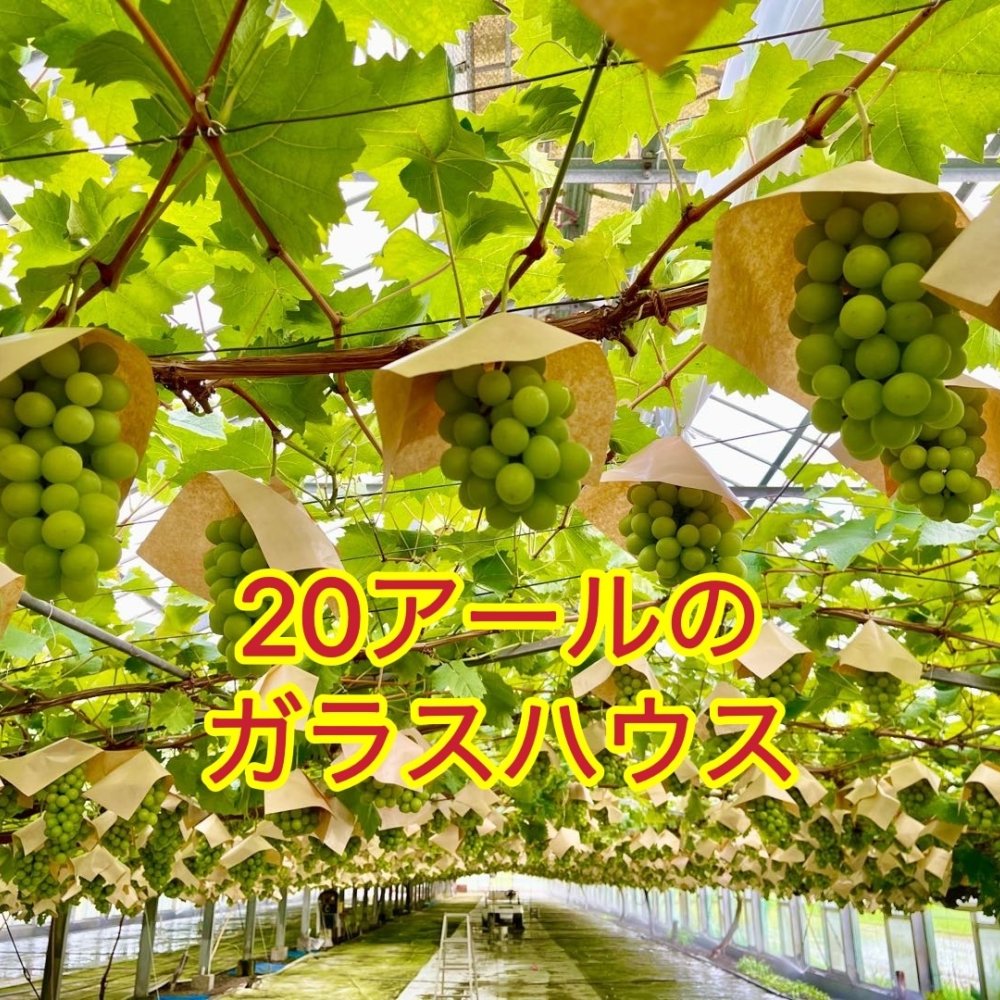 【予約】 岡山県産 シャインマスカット 宝石箱 水晶 厳選秀品 大粒18粒 国産 プレゼント フルーツ