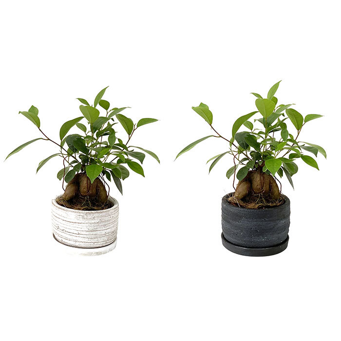 ガジュマル 5号 利休浅陶器 高さ約30cm 観葉植物