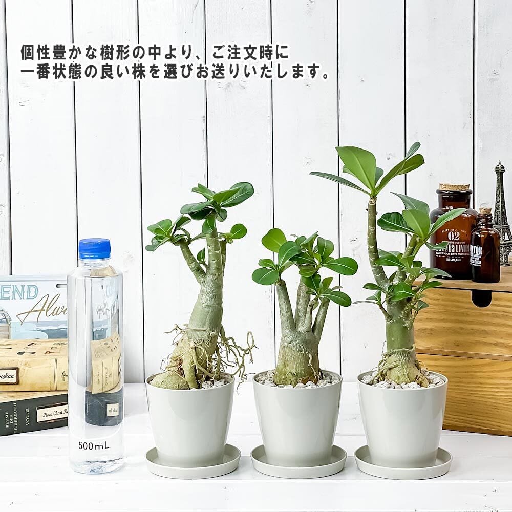 PLANCHU 観葉植物 アデニウム 3.5号鉢 受け皿付き 育て方説明書付き Adenium コーデックス 塊根植物 多肉植物
