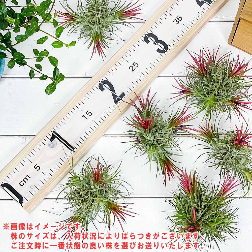 PLANCHU エアプランツ ティランジア イオナンタ フエゴ クランプ 1株 W8×H8cm前後 育て方説明書付き Tillandsia ionantha ‘Fuego’ エアープランツ チランジア 群生株