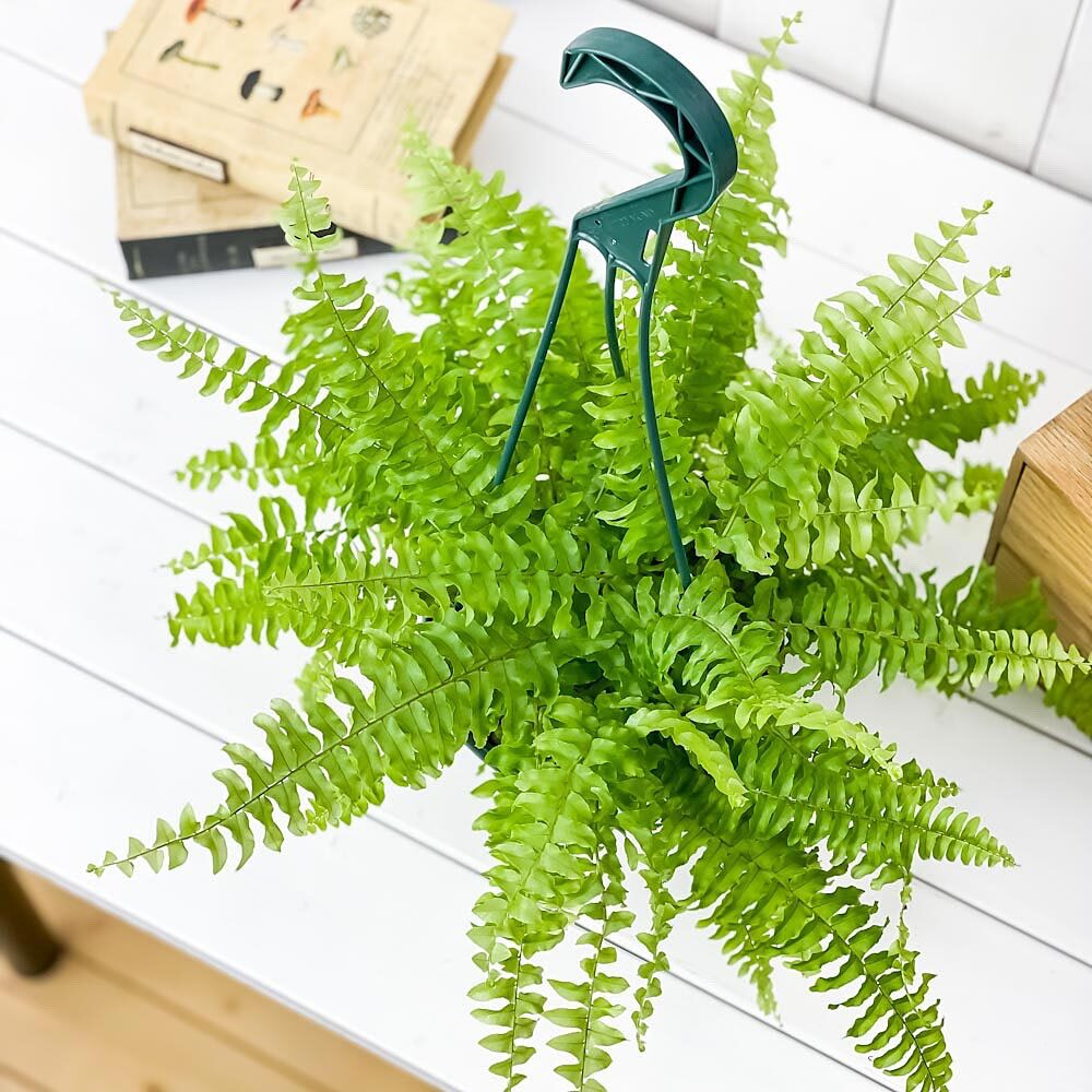 PLANCHU 観葉植物 ネフロレピス ツデー 5号吊り鉢 育て方説明書付き Nephrolepis exaltata ‘Teddy Junior’ ボストンファーン ボストンファン シダ植物