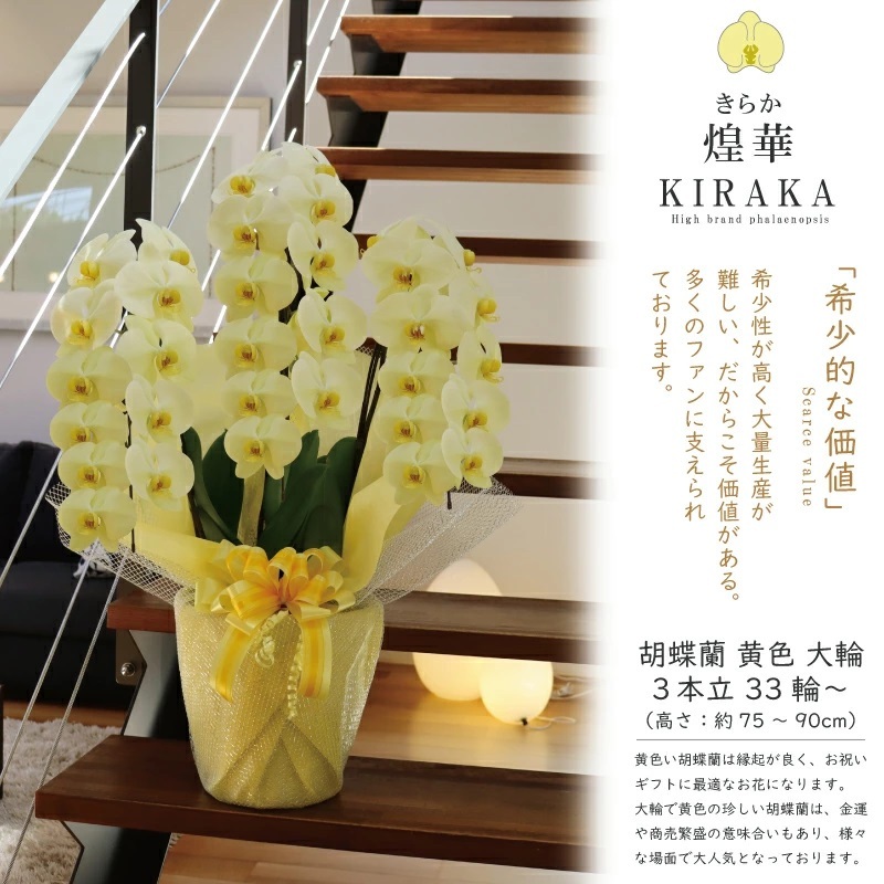 希少 純国産 胡蝶蘭 花持ち長い 大輪 3本立ち 33輪～ 23,800円【煌華(きらか)】 黄色 画像配信あり 産地直送 お祝い 母の日ギフト 縁起良い 商売繁盛 長寿祝 開店祝 開業祝 移転祝 就任祝 昇進祝 当選祝 当日発送 日本橋 銀座 王立園芸協会登録商品