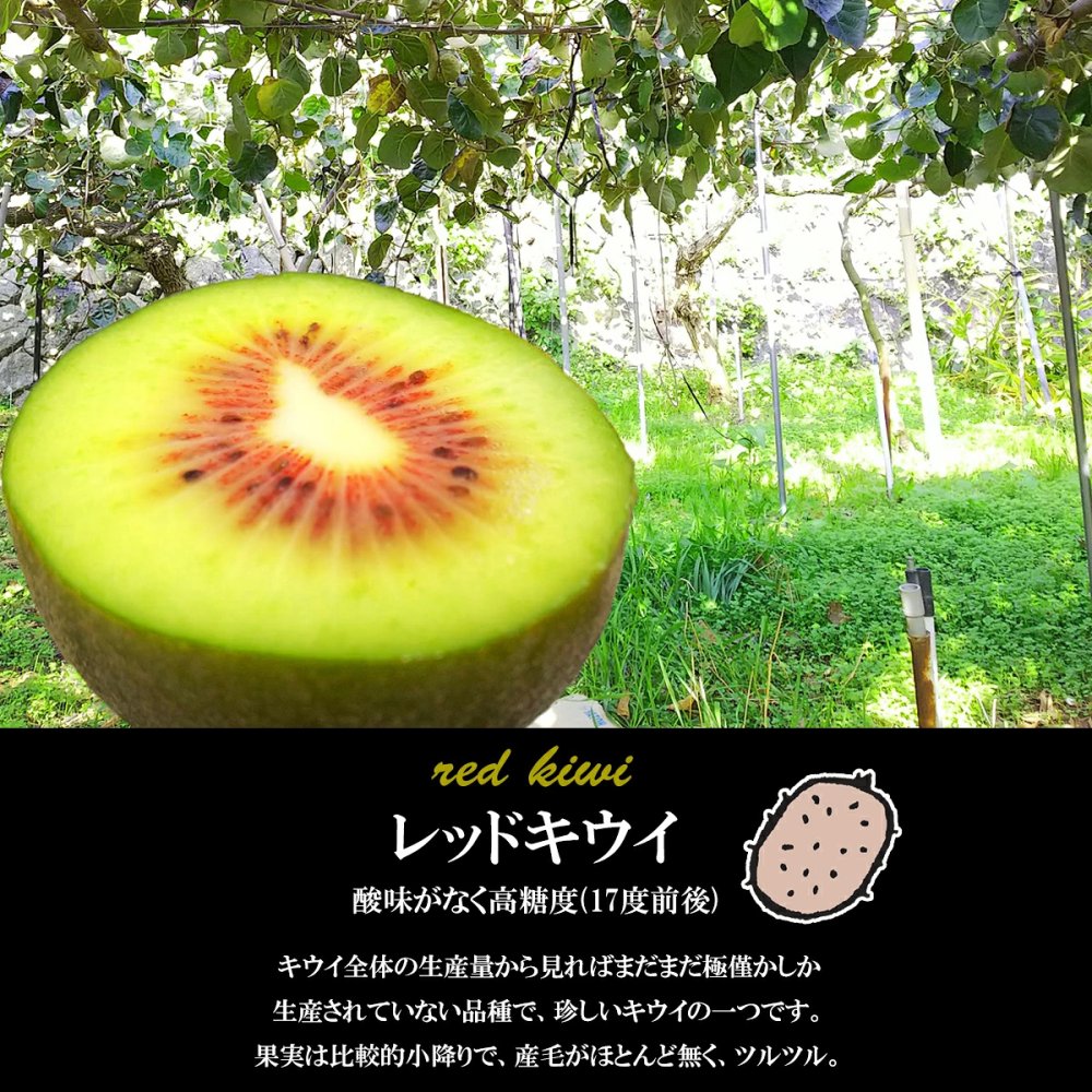 産地直送 レッドキウイ 2kg 小玉 贈答用 特選品 キウイフルーツ 2キロ 国産 瀬戸内海 離島の島 愛媛県 中島産 希望の島産 産直【送料無料】