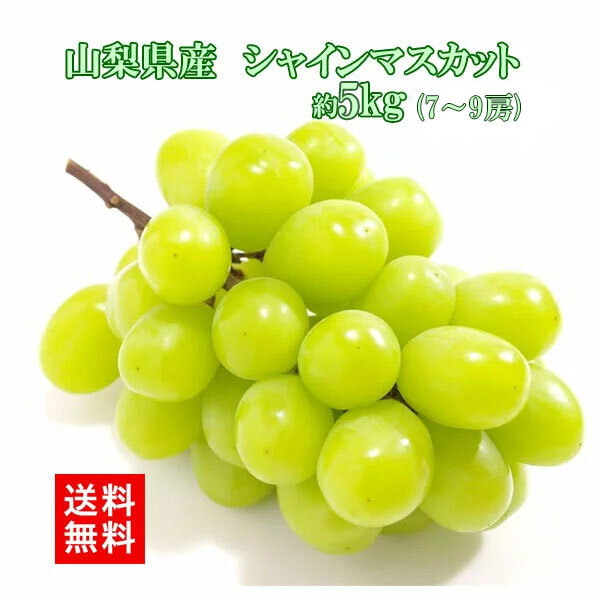 【予約商品 9月初旬出荷】シャインマスカット 山梨県産 朝採れ お中元 ギフト 山梨 5kg 7～9房 皮ごと食べられる 大粒 種なし マスカット ブドウ 葡萄 ぶどう 糖度18以上 クール便無料 送料無料