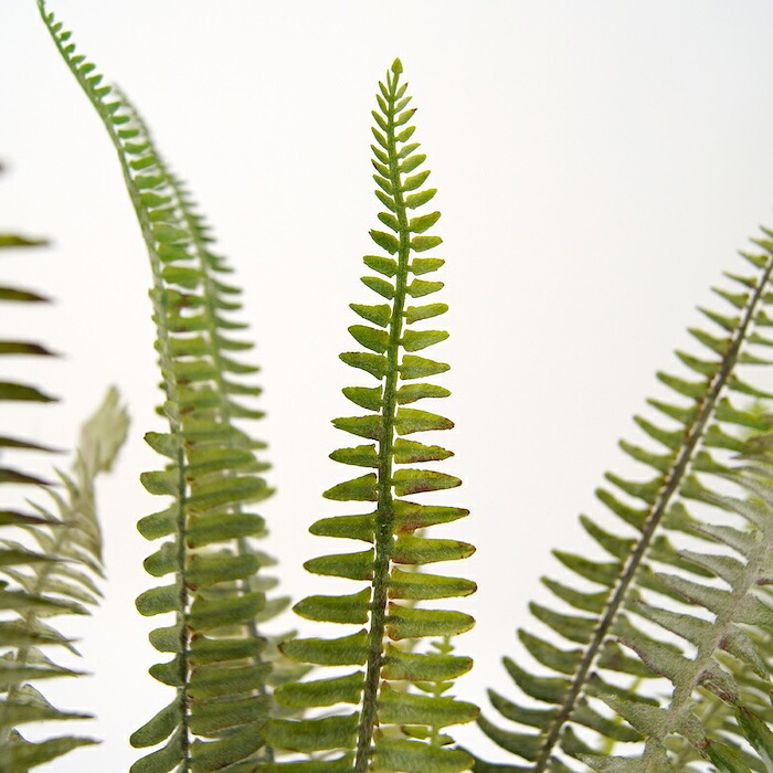 観葉植物 造花 ボストンファーン シルバー BROWN 全高約77cm 卓上・小型 フェイクグリーン 本物そっくり おしゃれ インテリア 人工観葉植物 アーティフィシャルグリーン オフィス 店舗 ホテル 開店祝い 室内 ミニ シダ タマシダ フェイク