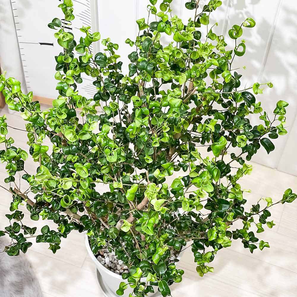 PLANCHU 観葉植物 フィカス ベンジャミン バロック 8号鉢 受け皿付き 育て方説明書付き PVP Ficus benjamina ‘Barok’ 幸運を呼ぶ木 ゴムノキ
