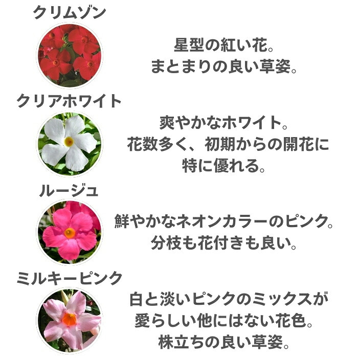 サンパラソル 4色×各1株セット 肥料付き クリムゾン クリアホワイト ルージュ ミルキーピンク 3号ポット苗 つる性マンデビラ サントリーフラワーズ 夏の花 ガーデニング 鉢植え