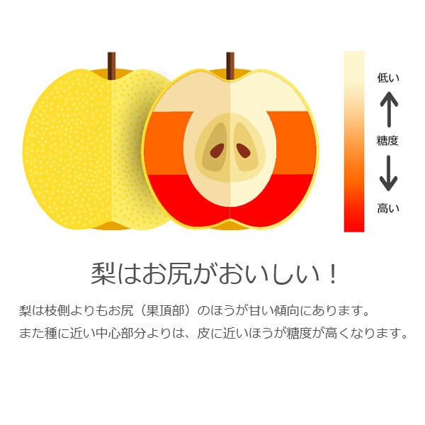 予約販売 いちかわの梨 秋月 5kg 9～14玉 千葉県市川産 梨 なし 和梨 フルーツ 果物 ギフト 贈答用 お中元 暑中見舞い 残暑見舞い お盆 お供え 高級フルーツ 旬の味覚