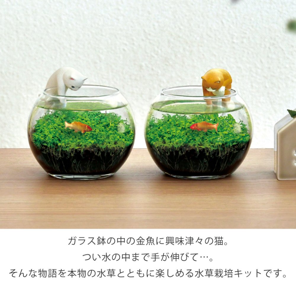 じゃれ猫水草鉢 猫と楽しむミニアクアリウム水草栽培キット 鉢付き フィギュア付き 猫 ネコ ねこ 金魚 植物 グリーン スターターセット オブジェ 置物 おしゃれ インテリア 雑貨 ギフト プレゼント 男性 女性 誕生日 母の日 父の日 敬老の日 引越し祝い 新築祝い お祝 ラッピング対応 無料ラッピング