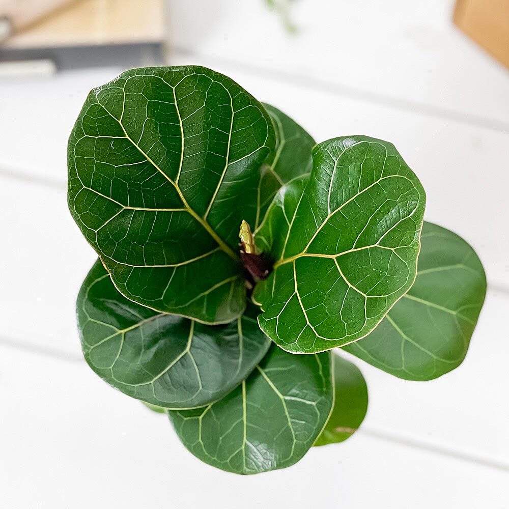 PLANCHU 観葉植物 フィカス リラータ 3.5号鉢 受け皿付き 育て方説明書付き Ficus lyrata カシワバゴムノキ ゴムノキ ゴムの木