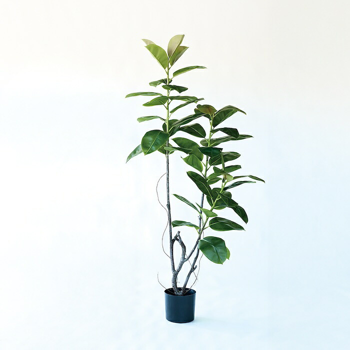 観葉植物 造花 フィカス ソフィア BROWN 全高約180cm 大型 フェイクグリーン 高級 本物そっくり リアル おしゃれ ナチュラル インテリア 人工観葉植物 アーティフィシャルグリーン オフィス 店舗 ホテル 開店祝い 室内 リビング 玄関 風水 ゴムの木