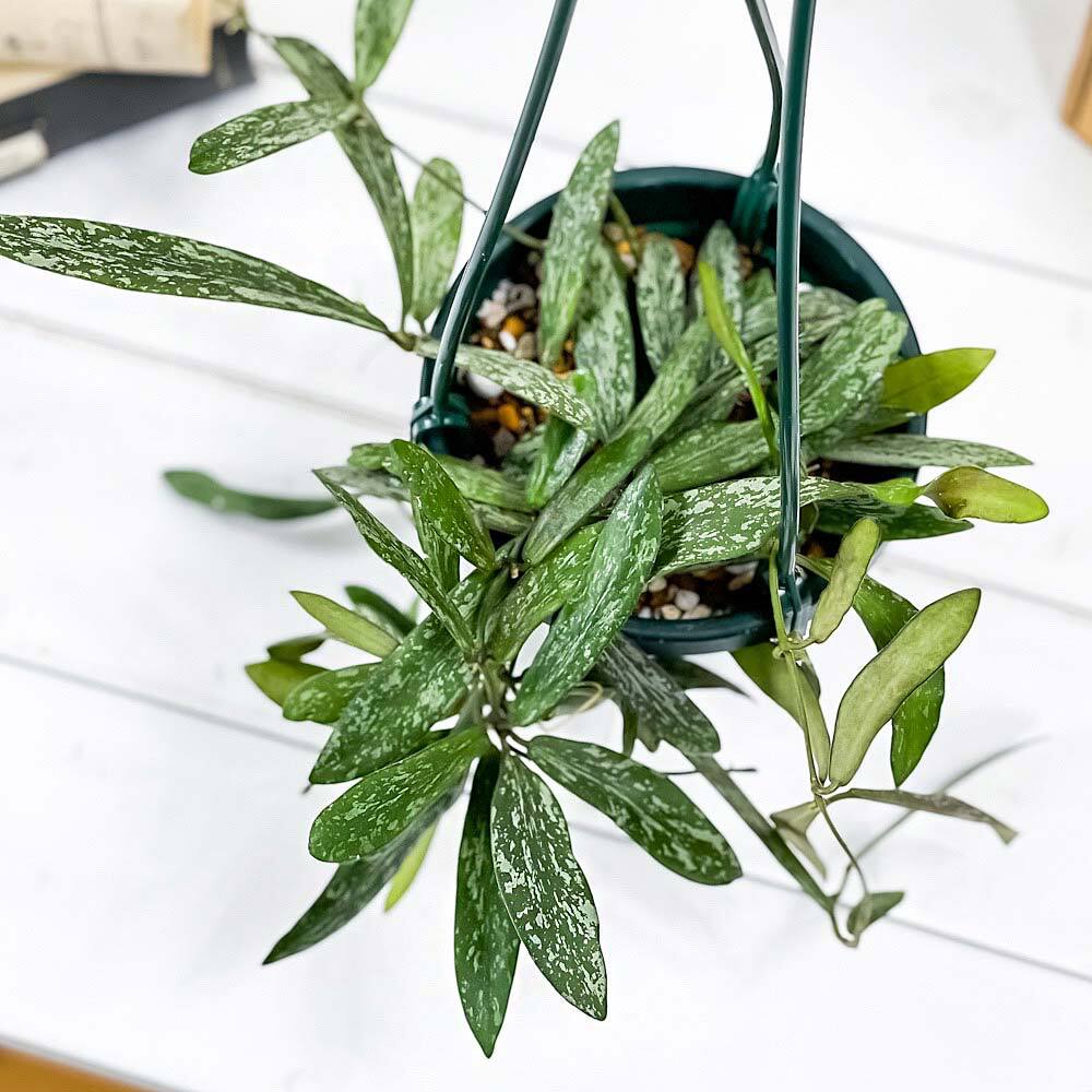PLANCHU 観葉植物 ホヤ シギラティス 4号吊り鉢 育て方説明書付き Hoya sigillatis サクララン 桜蘭