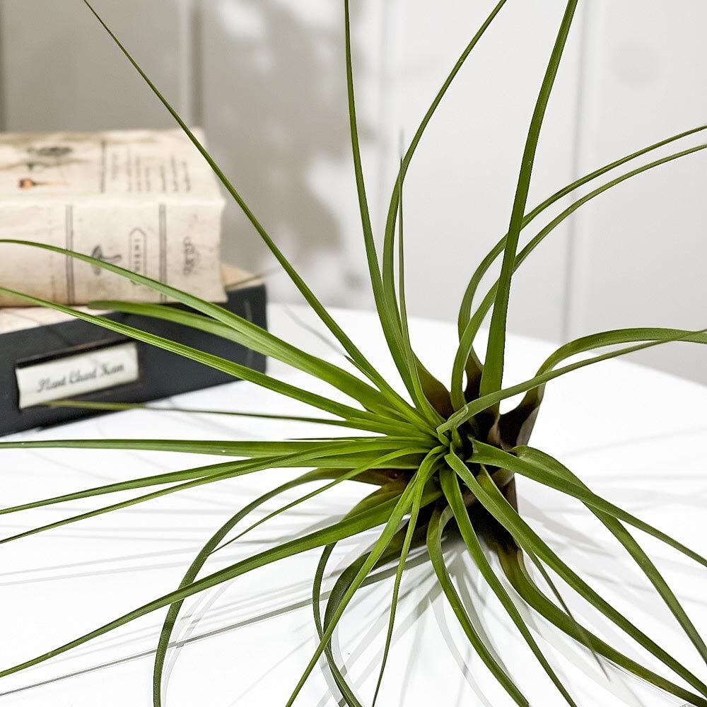 PLANCHU エアプランツ ティランジア トリコロール Lサイズ 1株 W25×H25cm前後 育て方説明書付き Tillandsia tricolor エアープランツ チランジア
