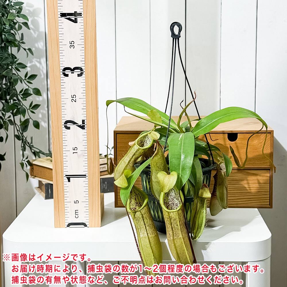 PLANCHU 食虫植物 ネペンテス ルイーザ 5号吊り鉢 育て方説明書付き Nepenthes × Louisa ウツボカズラ