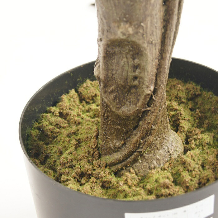 観葉植物 造花 オリーブ BROWN 全高約150cm 大型 フェイクグリーン 本物そっくり おしゃれ インテリア 人工観葉植物 アーティフィシャルグリーン オフィス 店舗 ホテル 開店祝い 室内 オリーブの木 フェイク