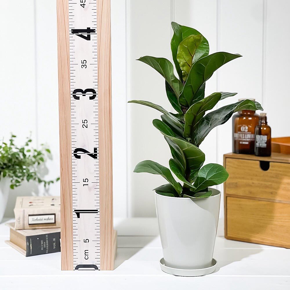 PLANCHU 観葉植物 フィカス リラータ 4号鉢 受け皿付き 育て方説明書付き Ficus lyrata カシワバゴムノキ