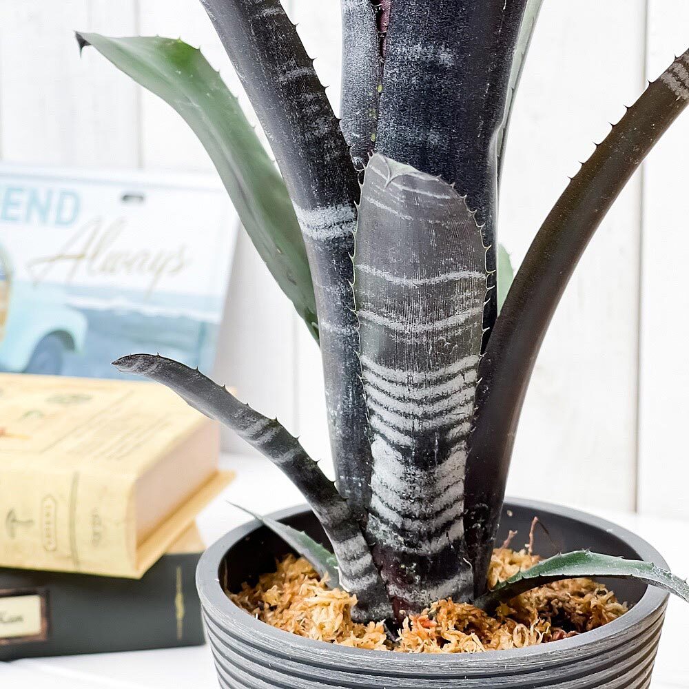 PLANCHU 観葉植物 ビルベルギア ダースベイダー 4号樹脂鉢 受け皿付き 育て方説明書付き Billbergia ‘Darth Vader’ ブロメリア