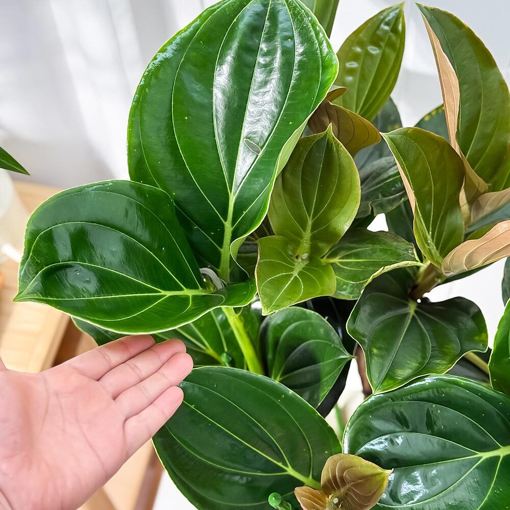 PLANCHU 熱帯花木 メディニラ マグニフィカ フラメンコ 7号鉢 受け皿付き 育て方説明書付き Medinilla magnifica ‘Flamenco’ 熱帯の宝石 観葉植物 鉢花