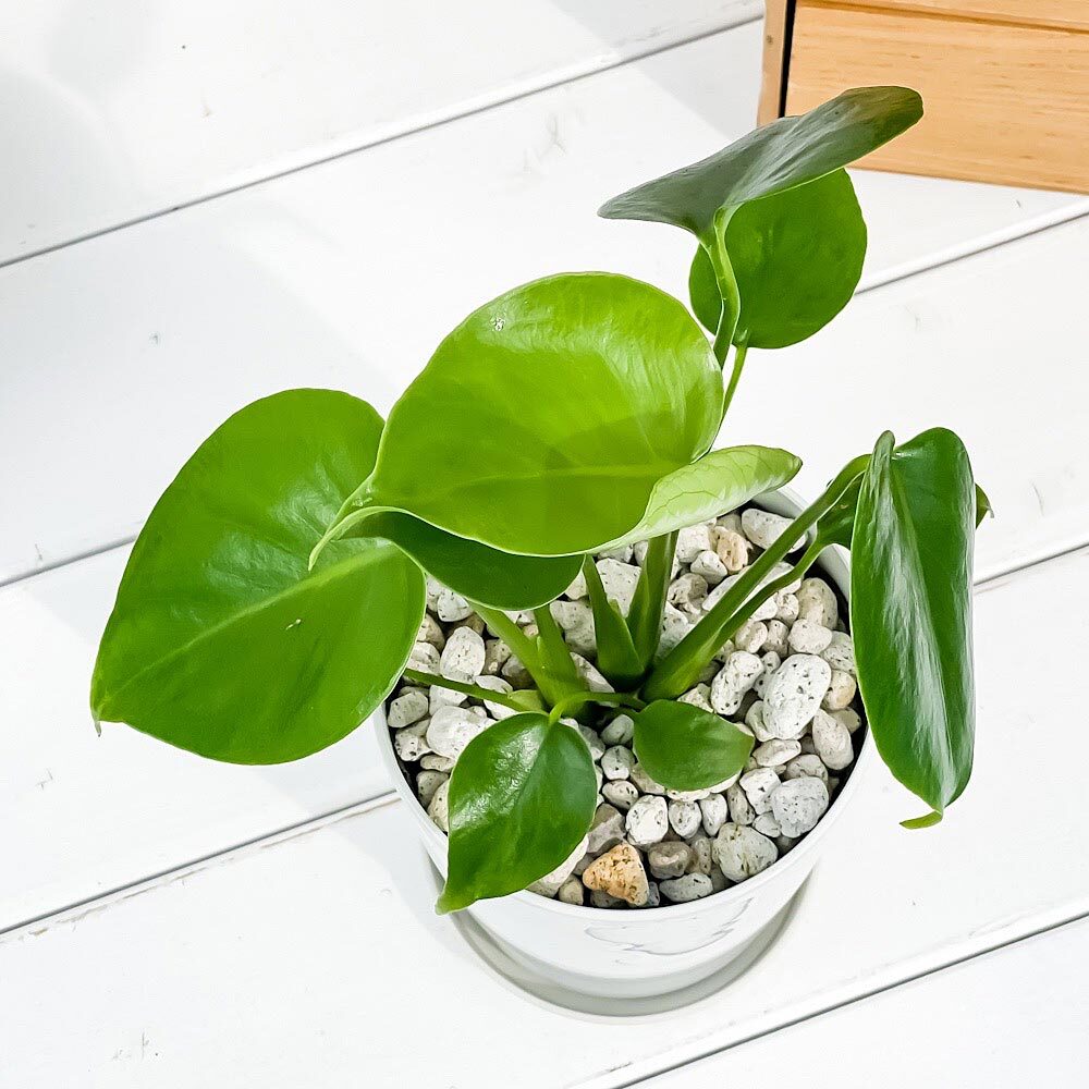 PLANCHU 観葉植物 モンステラ 4号鉢 受け皿付き 育て方説明書付き Monstera アロイド