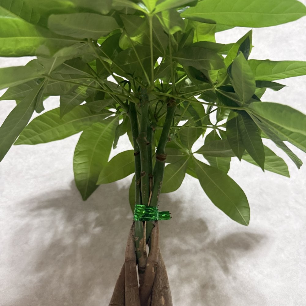 観葉植物 パキラ グラブラ 5本編み 5号 高さ約45cm マネーツリー 発財樹 縁起物 金運 風水 育てやすい 耐陰性 インテリア 玄関 リビング 新築祝い 開店祝い 開業祝い 移転祝い 周年祝い 引っ越し祝い 誕生日 お祝い ギフト プレゼント おしゃれ
