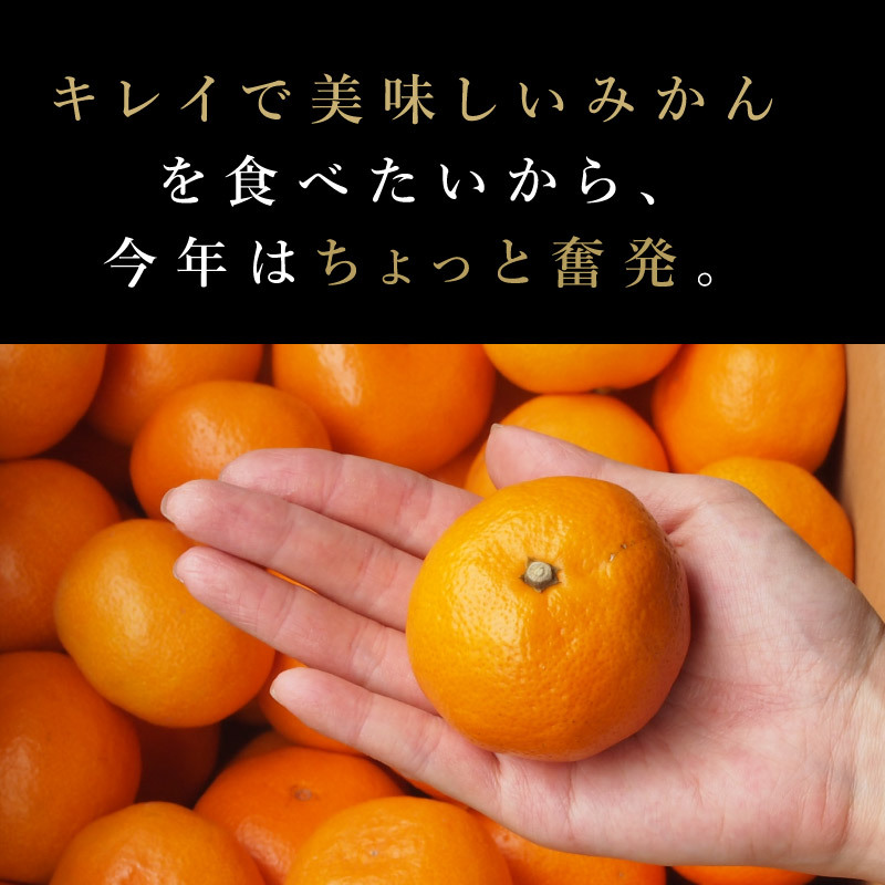 みかん 2.5kg 贈答用 秀品 特選 送料無料 和歌山 M L 伊藤農園 大玉 中玉 手詰め 有田みかん 温州みかん 果物 出産内祝い 贈答 ギフト 誕生日 結婚祝い 出産祝い 内祝い ギフト