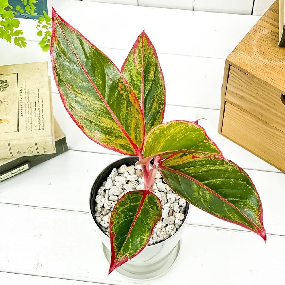 PLANCHU 観葉植物 アグラオネマ レッドゴールド 4号鉢 受け皿付き 育て方説明書付き Aglaonema ‘Red Gold’ 幸せを招くタイの宝石 アロイド