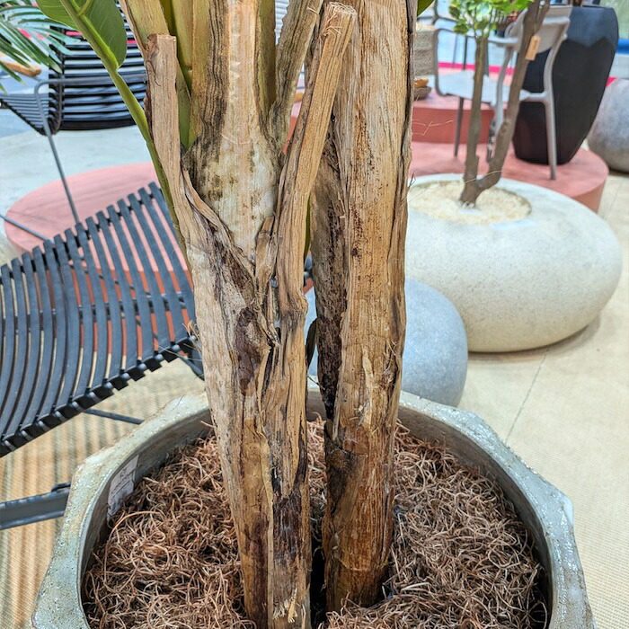 観葉植物 造花 バナナ BROWN 全高約180cm 大型 フェイクグリーン 高級 本物そっくり リアル おしゃれ インテリア 人工観葉植物 アーティフィシャルグリーン 南国 リゾート オフィス 店舗 ホテル 開店祝い 室内 リビング 玄関 風水 バナナの木