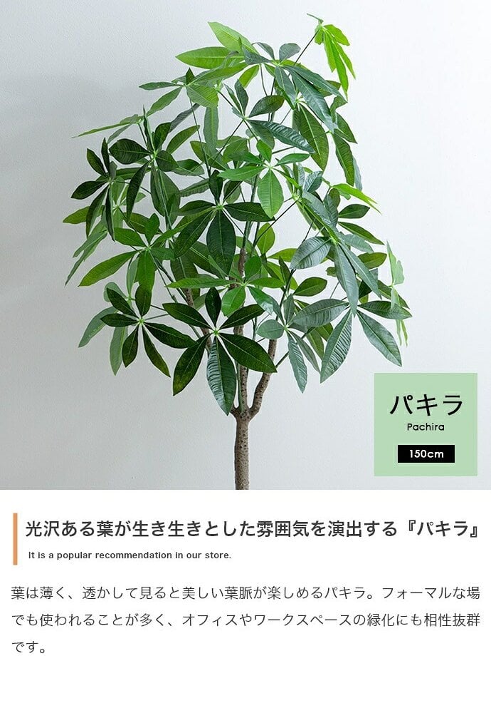 照明 ライト パキラ 観葉植物 人工 フェイクグリーン 室内 リビング オフィス 一人暮らし 緑 インテリア 光触媒 空気清浄 消臭 抗菌 防汚 ホルムアルデヒド分解 おしゃれ 高さ150cm 造花 植木 鉢植え 新築祝い 開店