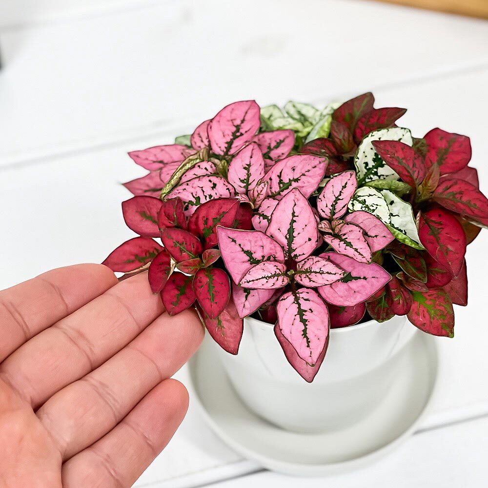 PLANCHU 観葉植物 ヒポエステス ミックス植え 3.5号鉢 受け皿付き 育て方説明書付き Hypoestes phyllostachya cv.