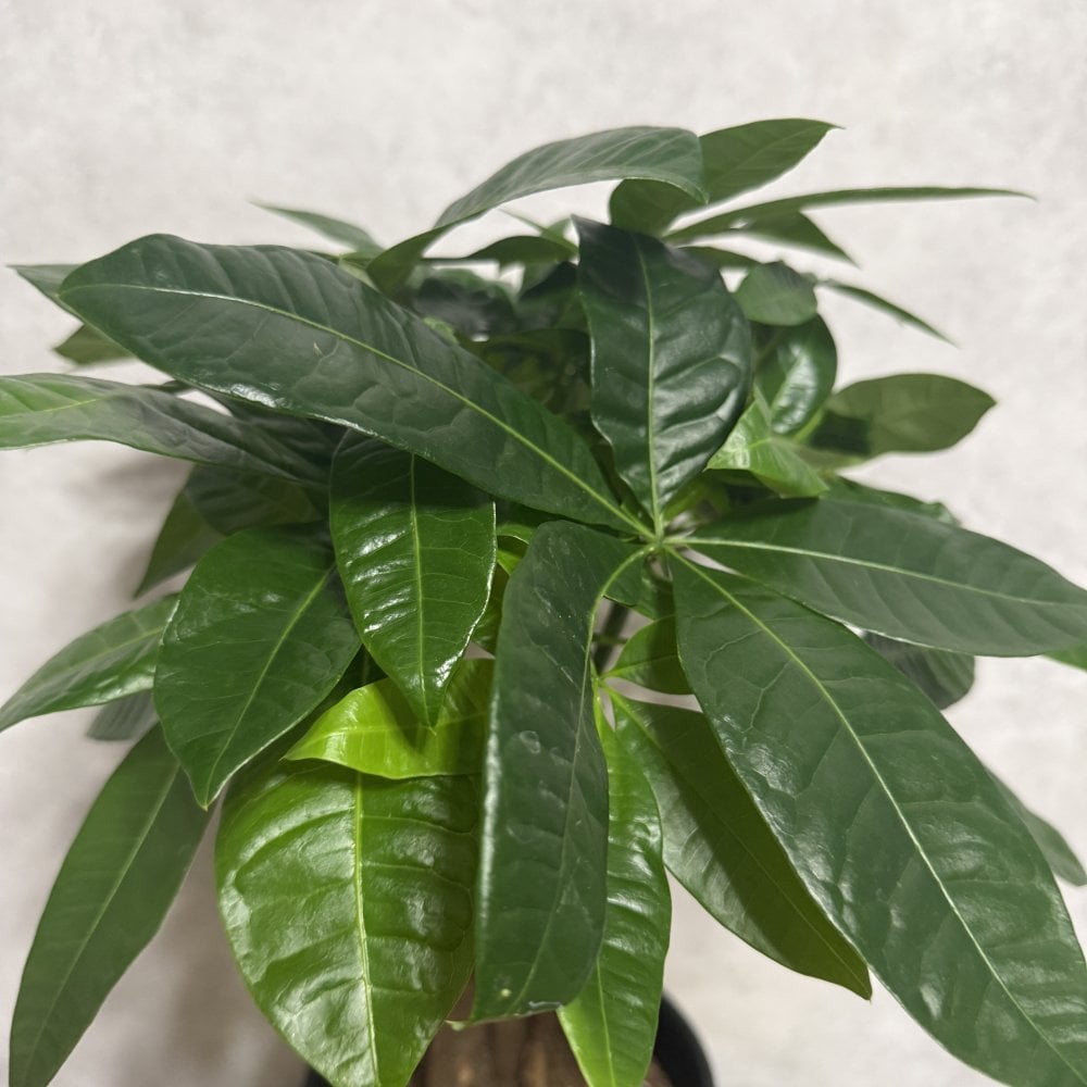 観葉植物 パキラ グラブラ 5本編み 5号 高さ約45cm マネーツリー 発財樹 縁起物 金運 風水 育てやすい 耐陰性 インテリア 玄関 リビング 新築祝い 開店祝い 開業祝い 移転祝い 周年祝い 引っ越し祝い 誕生日 お祝い ギフト プレゼント おしゃれ