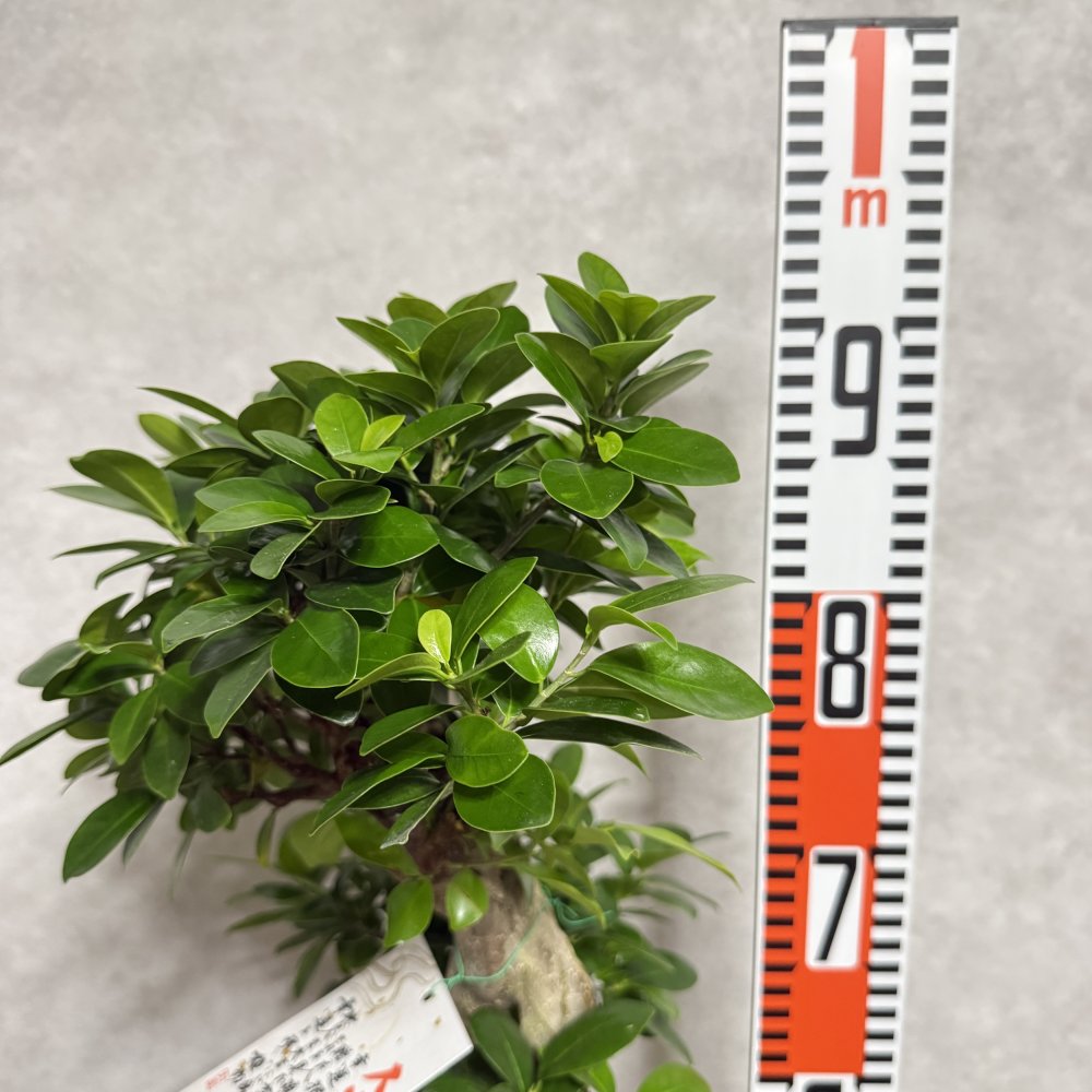ガジュマル 観葉植物 八の字 8号鉢苗 大型 盆栽 末広がりの8の字 室内 珍しい 希少種 多幸の木 幸福をもたらす精霊が住むガジュマルの木 おしゃれなインテリア 結婚祝い 新築祝い 開店祝い 開業祝い 誕生日 母の日 父の日 記念日 プレゼントギフト 肥料別売り 敬老の日