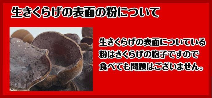 北海道産 朝採り生きくらげ 1kg 菌床栽培・無農薬 ぷりぷり肉質 送料無料 ※沖縄は送料別途加算
