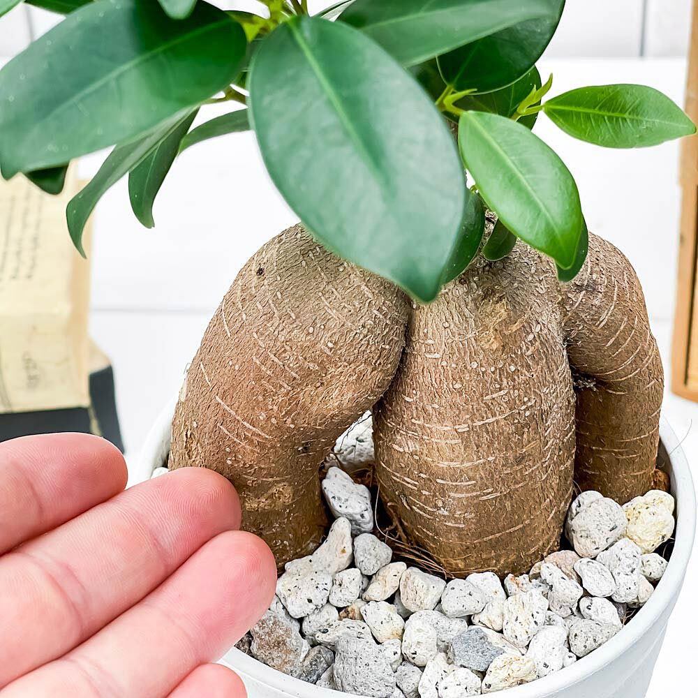 PLANCHU 観葉植物 ガジュマル 4号鉢 受け皿付き 育て方説明書付き Ficus microcarpa フィカス ミクロカルパ 精霊の宿る木