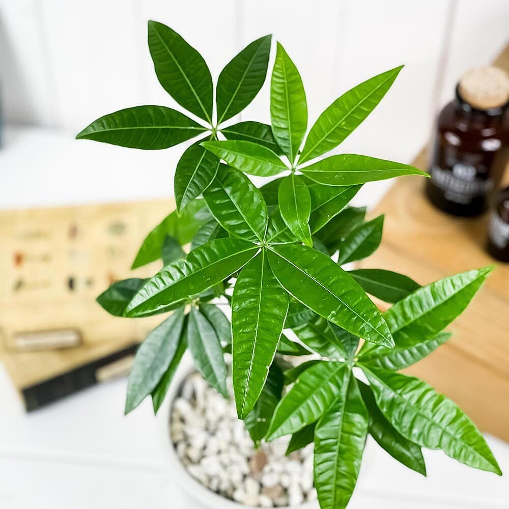 PLANCHU 観葉植物 パキラ ネジリ 実生株 5号樹脂鉢 ホワイト サスティー付き 受け皿付き 育て方説明書付き Pachira glabra 発財樹