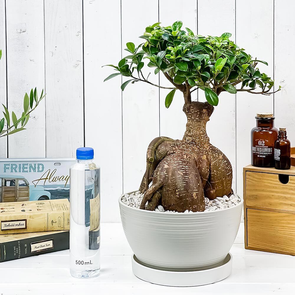 PLANCHU 観葉植物 ガジュマル 太幹大株 8号平鉢 受け皿付き 育て方説明書付き Ficus microcarpa フィカス ミクロカルパ 精霊の宿る木