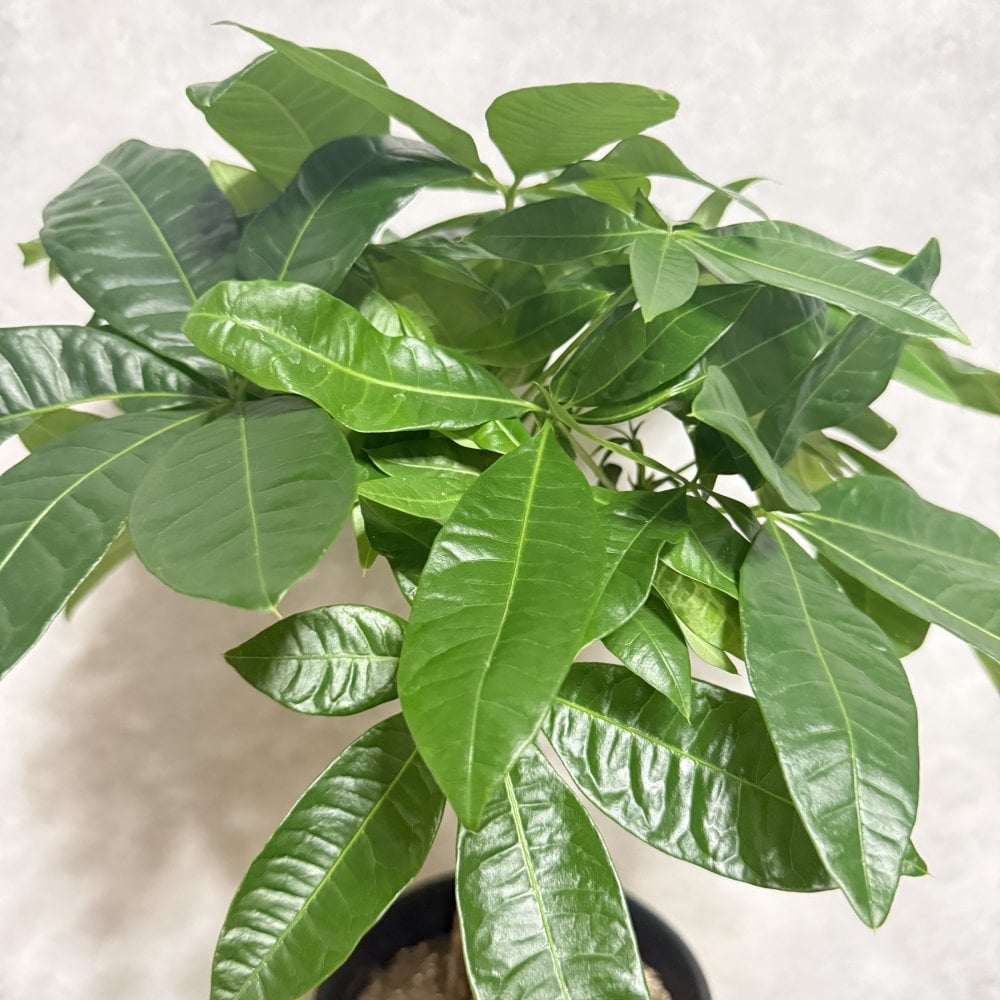 観葉植物 パキラ グラブラ 5本編み 5号 高さ約45cm マネーツリー 発財樹 縁起物 金運 風水 育てやすい 耐陰性 インテリア 玄関 リビング 新築祝い 開店祝い 開業祝い 移転祝い 周年祝い 引っ越し祝い 誕生日 お祝い ギフト プレゼント おしゃれ