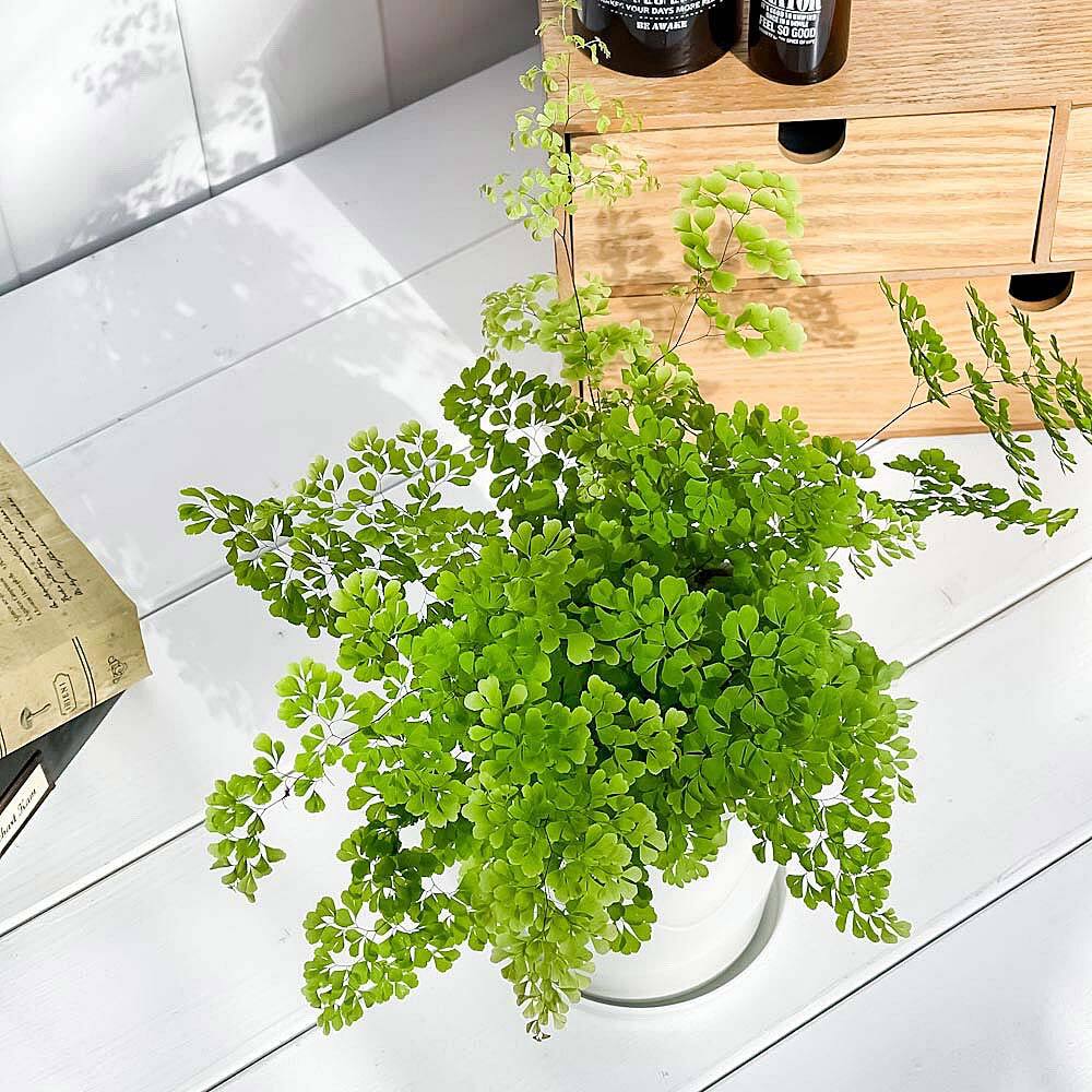 PLANCHU 観葉植物 アジアンタム ミクロフィラム 4号鉢 受け皿付き 育て方説明書付き Adiantum raddianum ‘Micropinnulum’ ミクロピンヌルム シダ植物