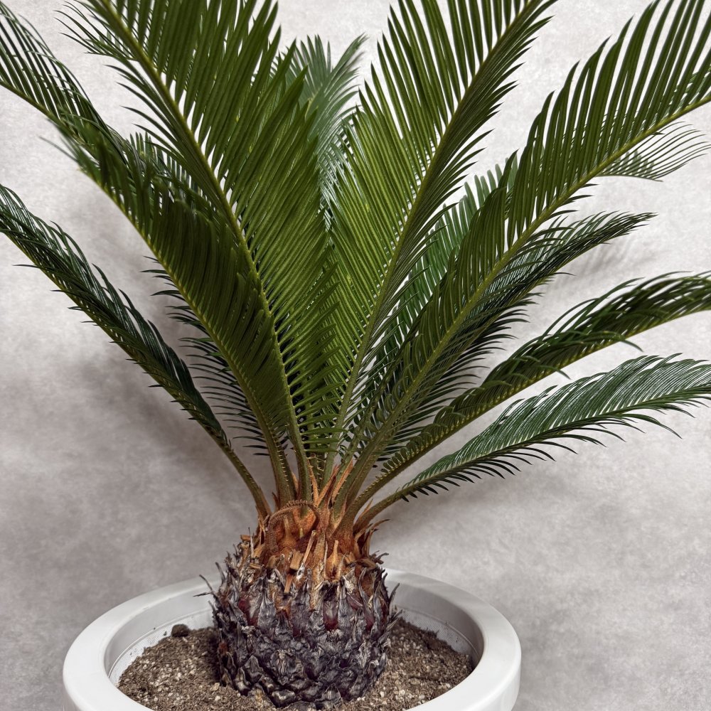 現品 観葉植物 ソテツ 蘇鉄 高さ80cm 10号鉢苗 大型種類 大きい 鉢植え 和風 和室 南国 おしゃれな室内インテリア 日陰 風水 玄関 リビング 初心者におすすめ 簡単で育てやすい 耐陰性 部屋 屋外 かわいい ベランダ プレゼント ギフト 開店祝い 結婚祝い 窓際 テレビ横 モダン 贈答